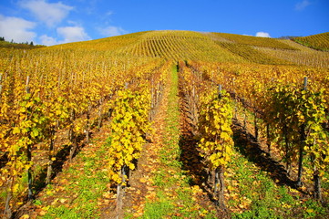 Obraz premium grün gelbe Weinberge