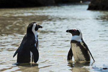 Jackass Penguins (Spheniscus Demersus)