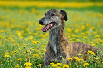 Galgo Espanol Portrait