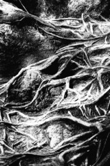 Roots in black and white