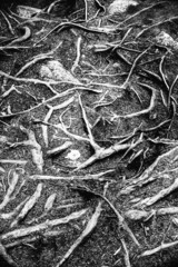 Roots in black and white