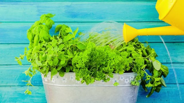 Watering herbs