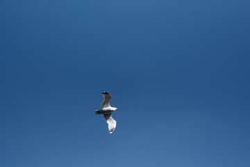 flight of a seagull