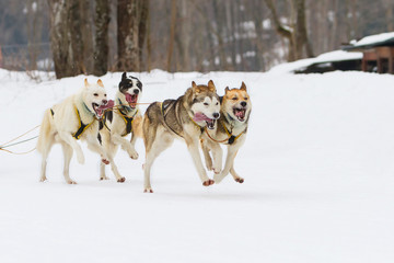 sled dog race on snow in winter