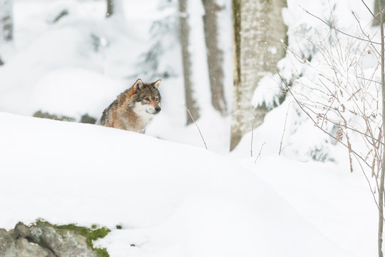 grey wolf in the snow