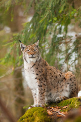 Fototapeta premium portrait lynx