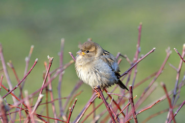 Воробей сидит на ветке