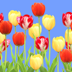 Fototapeta premium Seamless border with tulips