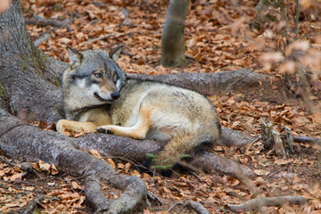 portrait grey wolf in the snow