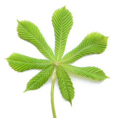 Kastanien Blatt