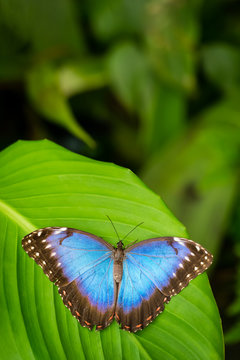 Tropical blue butterfly with green background