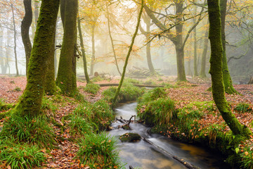 Naklejka premium Woodland Stream