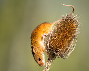 A Harvest Mouse © Helen Hotson