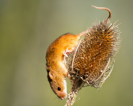 A Harvest Mouse