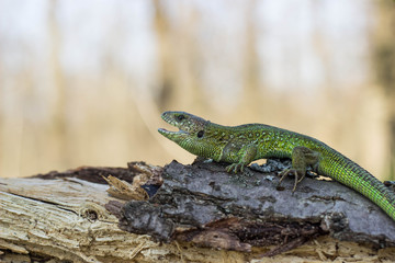 Lizard