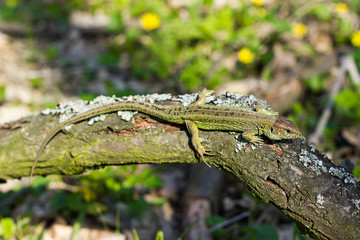 Lizard