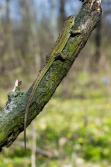 Lizard