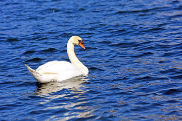 Naklejka premium beautiful White Swan swimming in the clear water of the lake