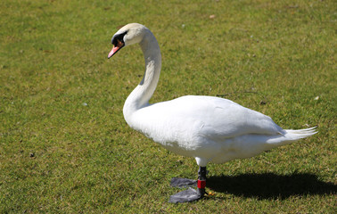 White Swan fearful in the midst of the green lawn