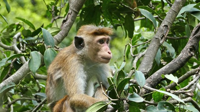 Monkey macaque sitting on tree in Sri Lanka 4k