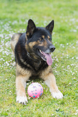 Perro con pelota.