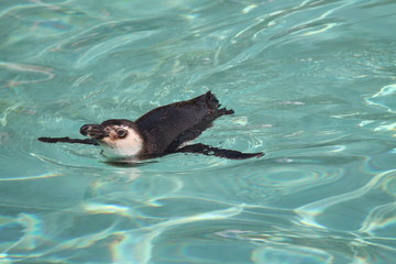 A Magellanic Penguin Gracefully Swimming in Water.