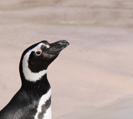The Head and Shoulders of a Cheeky Magellanic Penguin.