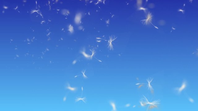 Flying seeds in the blue sky
