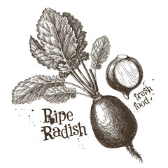 radishes, radish vector logo design template. fresh vegetables