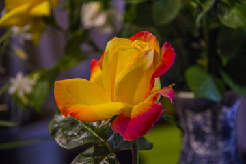 Fototapeta premium Yellow and red rose