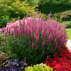 Flowerbed with Lithrum salicaria - loosestrife