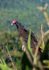 Urubu