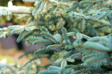Picea pungens - Blue spruce - obrazy, fototapety, plakaty