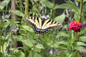 Monarch Butterfly