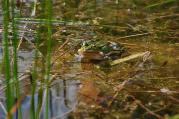 Wasserfrosch.