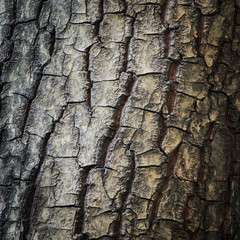 Wood texture