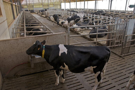 Stabulation vaches laiti&egrave;res en Picardie verte