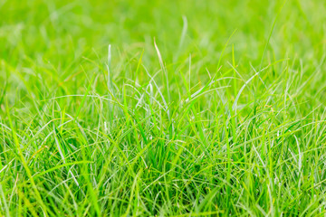 Fresh green grass