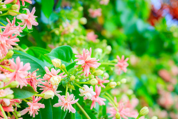 Rangoon creeper flowers