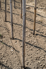 Soil with sticks