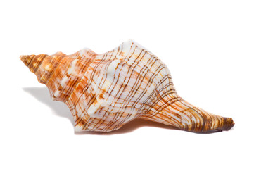 Морская раковина на белом