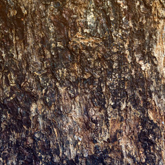 Tree bark texture