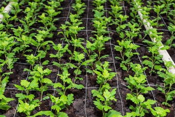 Small chrysanthemum cuttings growing in a glasshouse