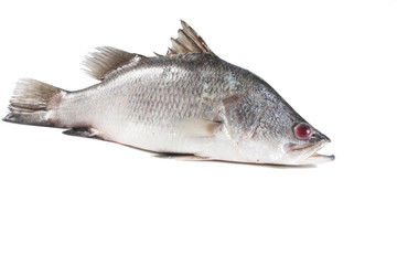 Snapper isolate on white