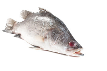 Snapper isolate on white