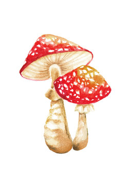 watercolor fly agaric