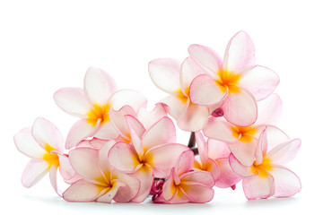 Flowers frangipani on the white background