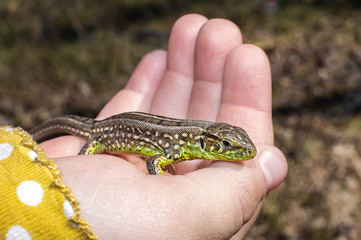 beautiful  lizard