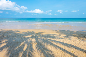 Shadow coconut palm tree on sunny beach