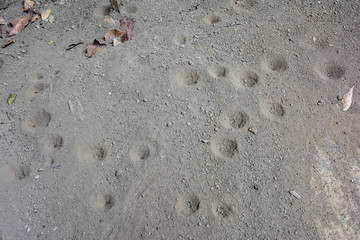 The pit of sand antlion